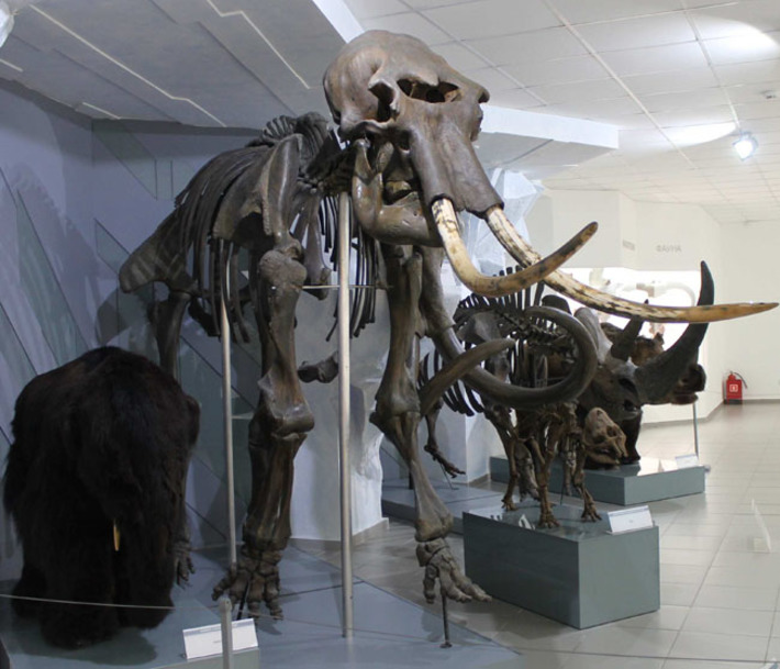 Самый полный скелет мамонта находится  в Музее природы Новосибирской области. Фото Марии БЕЗДЕНЕЖНЫХ