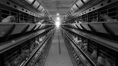 Объем производства сельхозпродукции в 2013 году превысил уровень предыдущего года на 26 процентов. Фото Бориса МОСКВИНА
