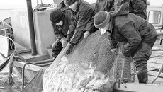 Одно из перспективных — промышленное рыболовство на озере Чаны. Фото С. ИВАНОВА из архива редакции