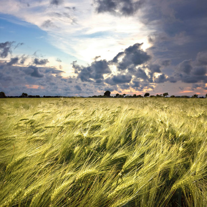 Фото с сайта www.focusagent.net