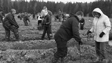 Посадка деревьев в Кудряшах. Фото Аркадия УВАРОВА
