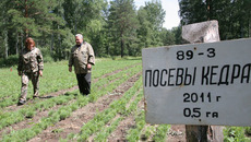 Скоро эти «малыши» пополнят леса района... Фото Михаила ПЕРМИНА