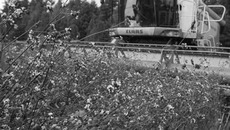 Фото с сайта ivsekommentarii.com