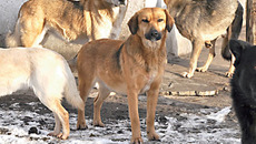 Фото с сайта frant.me