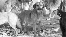 Фото с сайта frant.me