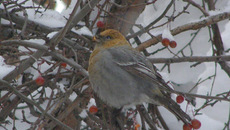 Фото Игоря ВОЛОШИНА