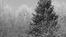 Фото Юрия ИВАНОВА