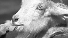 Фото с сайта www.bankoboev.ru