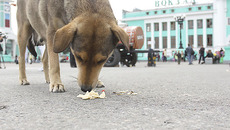 Фото Аркадия УВАРОВА