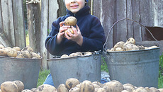 Картошка пока еще не роскошь и не деликатес, но со своей все равно спокойнее. Фото Юлии НАЗАРЕНКО