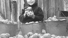 Картошка пока еще не роскошь и не деликатес, но со своей все равно спокойнее. Фото Юлии НАЗАРЕНКО