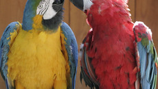 Фото Аркадия УВАРОВА