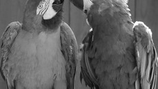 Фото Аркадия УВАРОВА