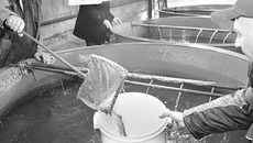 Вырастить... Фото Михаила ПЕРМИНА