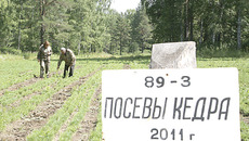 Система лесовосстановления в регионе налажена и дает реальные «всходы»