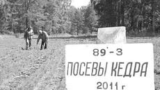 Система лесовосстановления в регионе налажена и дает реальные «всходы»
