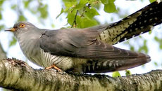 Фото с сайта balatsky.ru