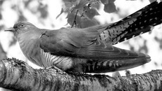 Фото с сайта balatsky.ru