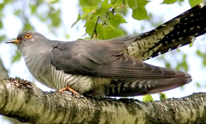 Фото с сайта balatsky.ru