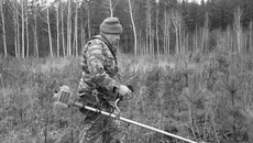 Уход за посадками хвойных деревьев. Фото Михаила ПЕРМИНА