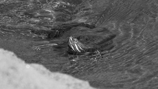 Фото с сайта fishingsib.ru 