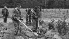 Лесники компенсируют потери, нанесенные прожорливым вредителем, лесовосстановительными мероприятиями. Фото Аркадия Уварова
