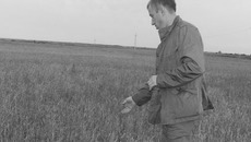 Игорь Петрин: «Убирать такой урожай экономически нецелесообразно». Фото Ольги КОНОНЕНКО