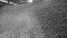 В Новосибирской области ежегодно выращивается 440-590 тыс.тонн картофеля. Сгнивает 27-29 тысяч тонн. Фото Аркадия УВАРОВА