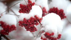 Фото Михаила ПЕРМИНА