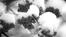 Фото Михаила ПЕРМИНА