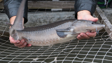 Фото Михаила ПЕРМИНА