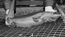 Фото Михаила ПЕРМИНА