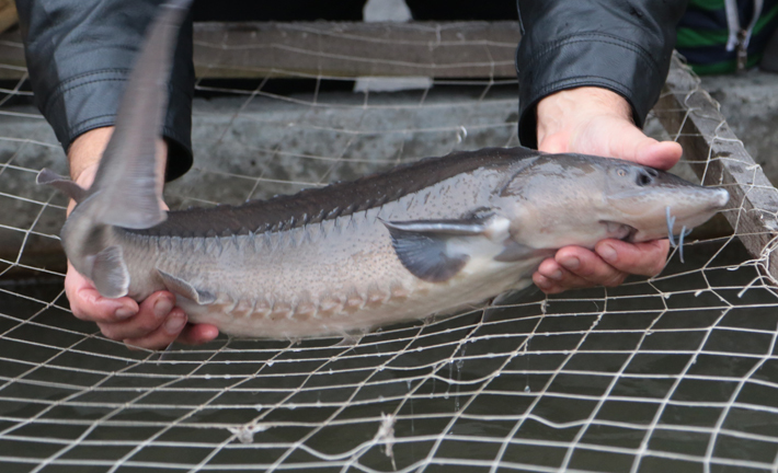 Фото Михаила ПЕРМИНА