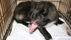 Фото ОД "Права животных"