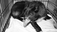 Фото ОД "Права животных"