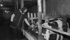 Телятница Елена Янова с пятнадцати лет трудится в животноводстве. Фото Ольги КОНОНЕНКО