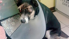 Фото Грея предоставлено Анной Массальд