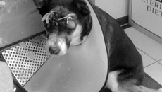 Фото Грея предоставлено Анной Массальд