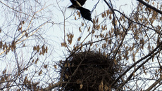 Фото Игоря ВОЛОШИНА 