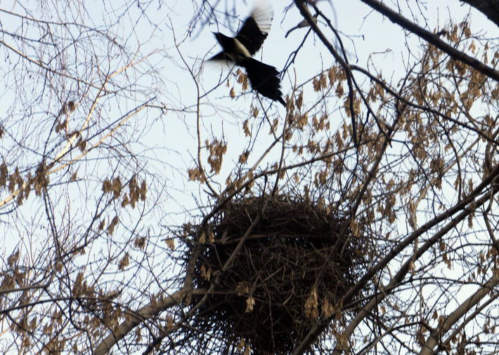 Фото Игоря ВОЛОШИНА 