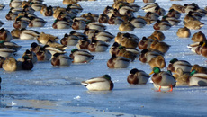 Фото Дианы Власовой 
