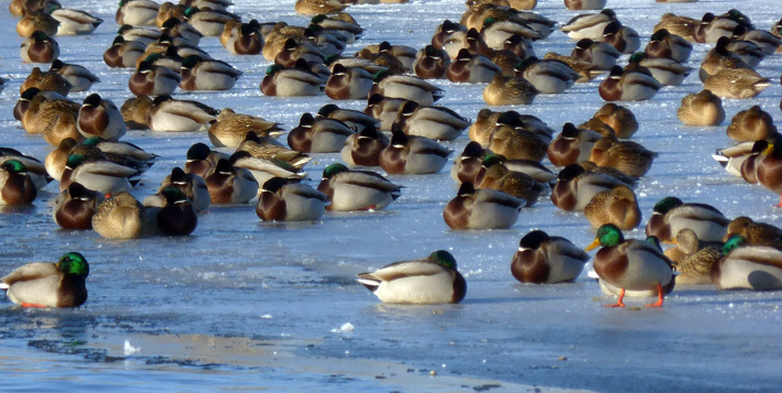 Фото Дианы Власовой 