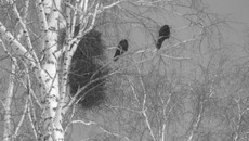 На фото Игоря Волошина: пара грачей, только что и явно преждевременно прибывших на место гнездования, сидят у прошлогоднего гнезда, нахохлившись на холодном ветру.