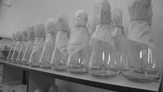 Среди востребованных продуктов — фермент для осахаривания крахмала ГлюкоЛюкс-А. Он используется в пищевой промышленности при производстве пива и этилового спирта. Фото Михаила ПЕРМИНА