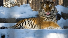 Фото Марго предоставлено Новосибирским зоопарком