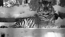 Фото Марго предоставлено Новосибирским зоопарком