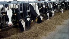 Фото предоставлено Управлением Россельхознадзора по НСО