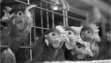 Фото Михаила ПЕРМИНА