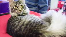 Фото Аркадия УВАРОВА