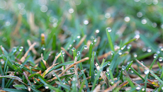 Утренняя роса. Фото Михаила ПЕРМИНА 